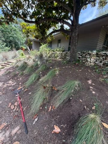 Magnolia Leaf Cleanup — East Austin — after