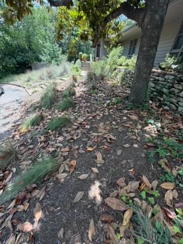 Magnolia Leaf Cleanup — East Austin — before